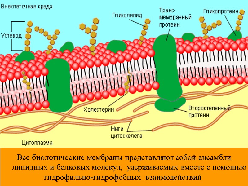 Все биологические мембраны представляют собой ансамбли      липидных и белковых